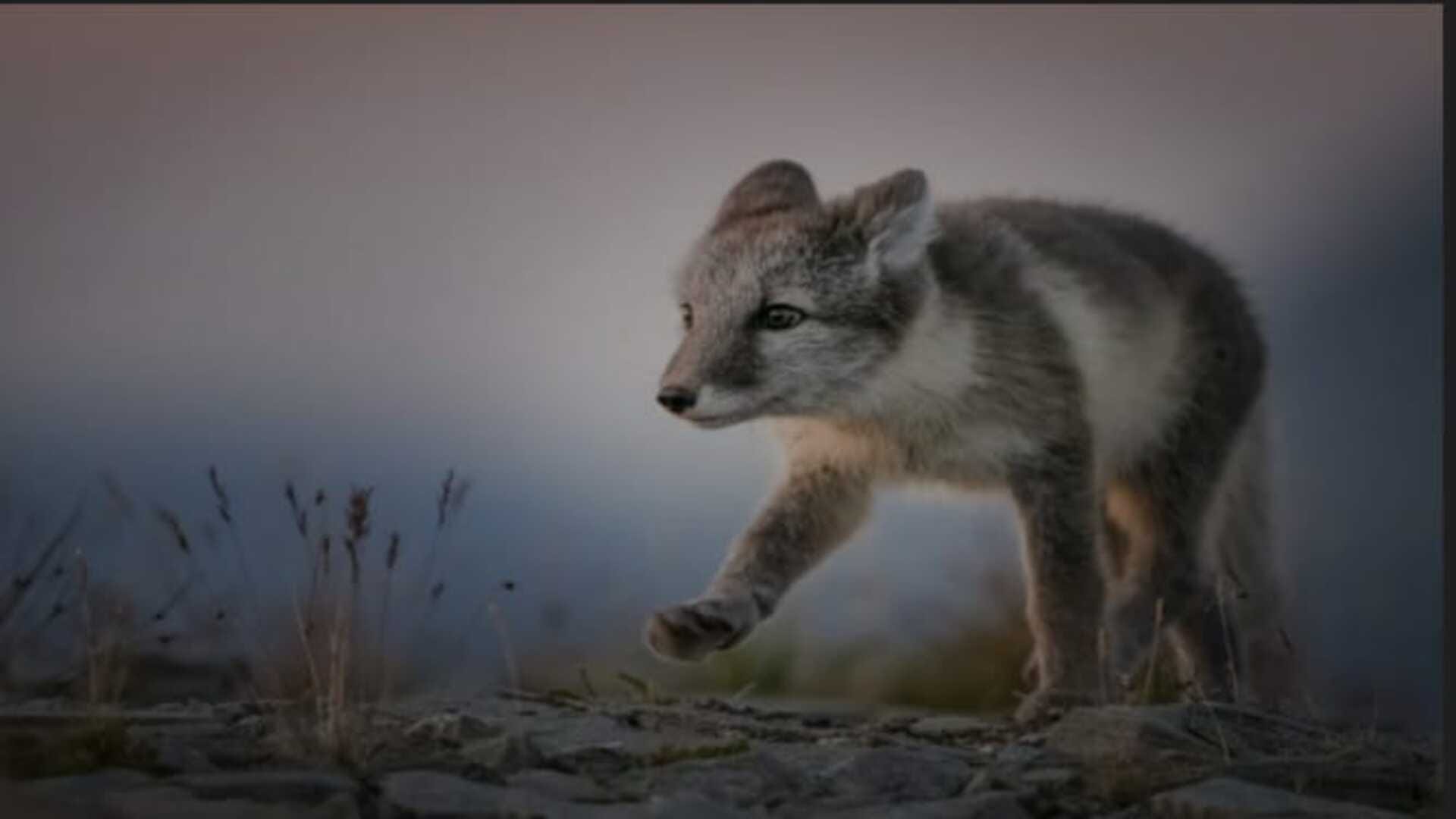 These amazing photos wines wonderful wildlife photography competition see the list of best Picture of the year