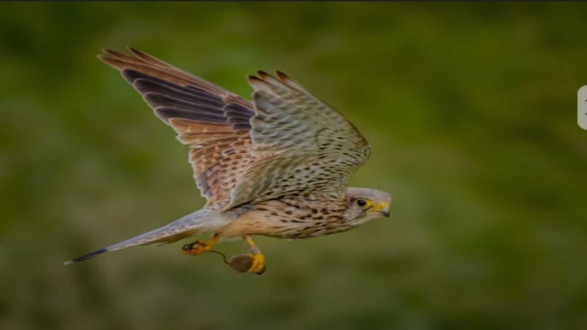 These amazing photos wines wonderful wildlife photography competition see the list of best Picture of the year