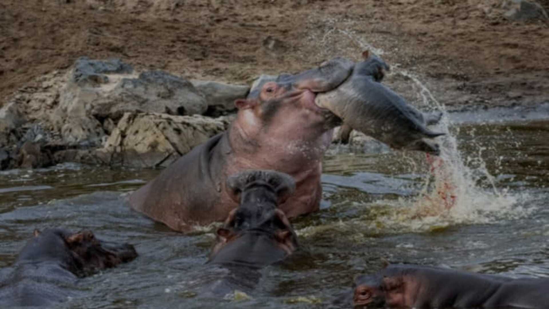 These amazing photos wines wonderful wildlife photography competition see the list of best Picture of the year