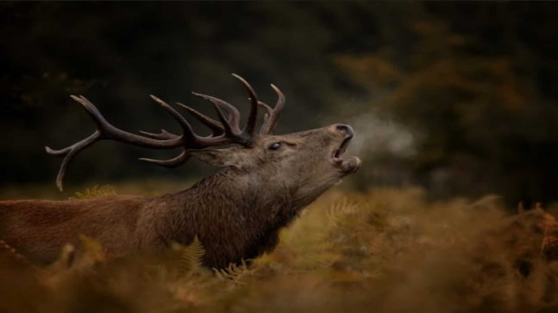 These amazing photos wines wonderful wildlife photography competition see the list of best Picture of the year