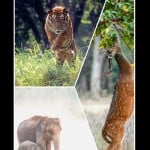 wildlife