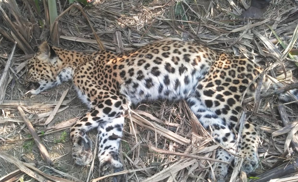 Death,lepard,forest