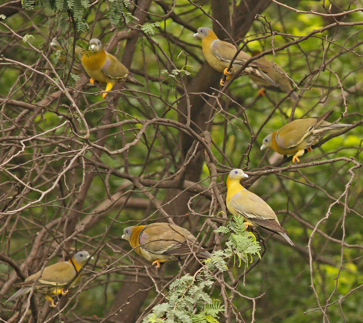 The sound of Harial's whistle resonating in the valleys of Chambal