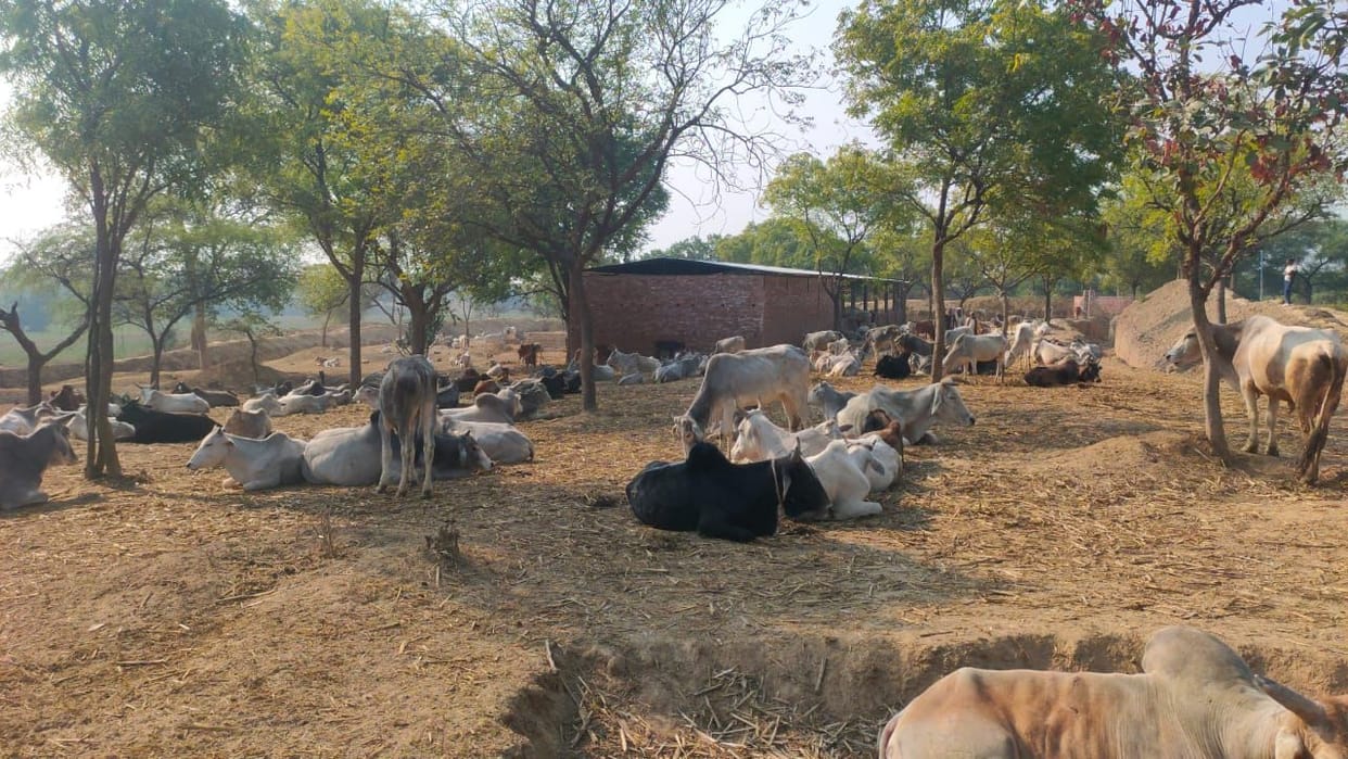 fathepur news,Seeing the hungry and thirsty cattle, the gate of the cowshed opened