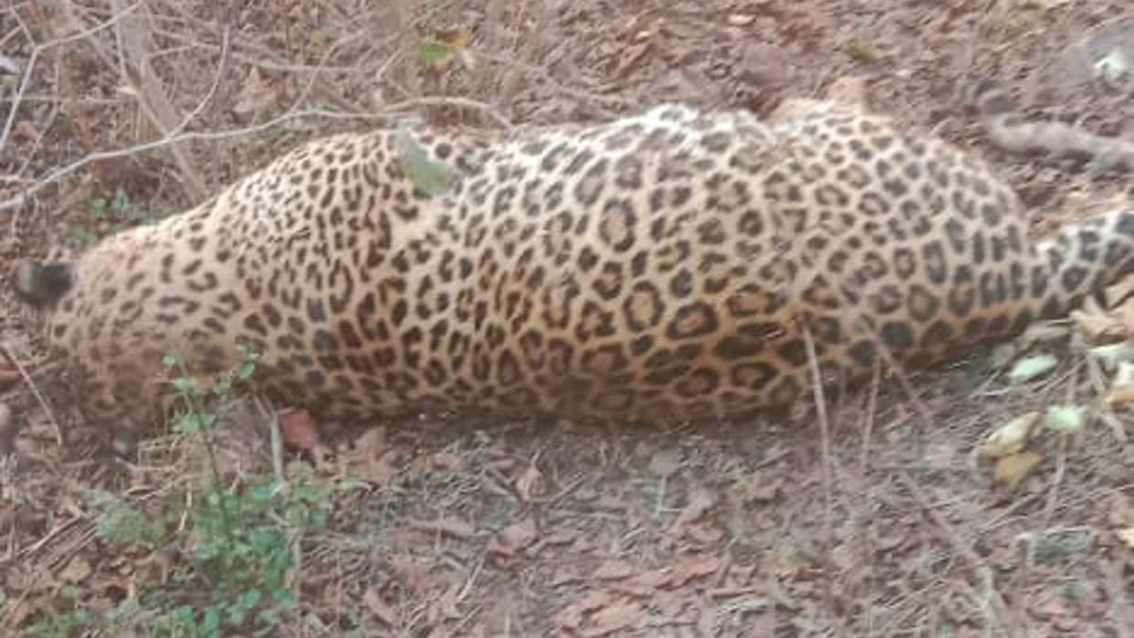 Jabalpur: Adult leopard dies due to electrocution, dead body found in Indrana Orange Beat