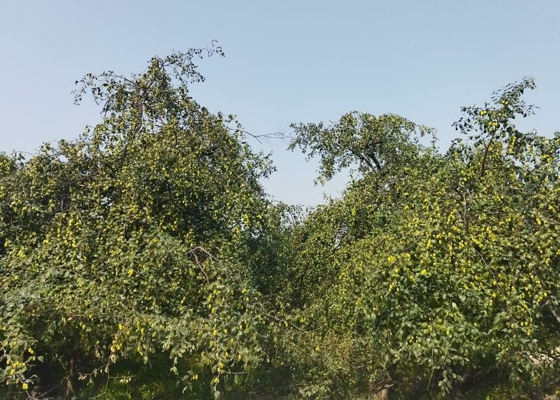 Marhara plum is spreading sweetness across the state