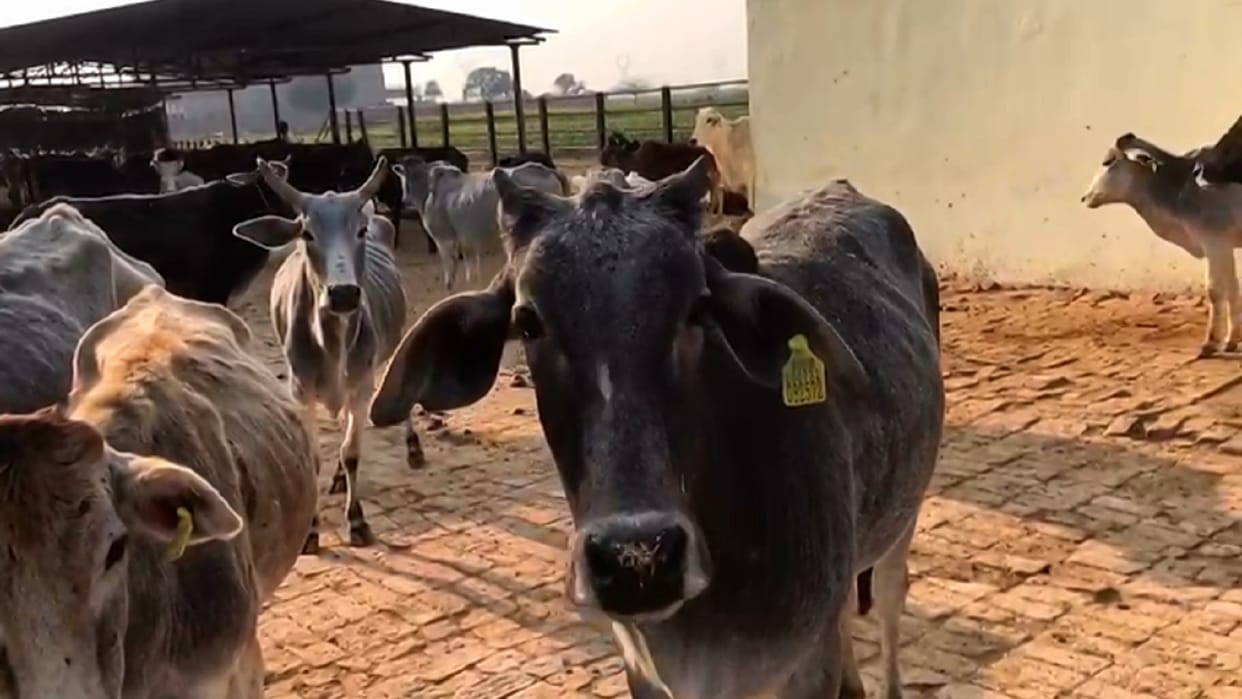 Cows and dogs also corona infected: Gujarat study claims, less risk of transmission of virus from animals to humans