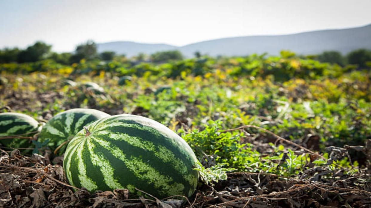 farmers should cultivate watermelon farming get profit in short time tarbooj ki kheti