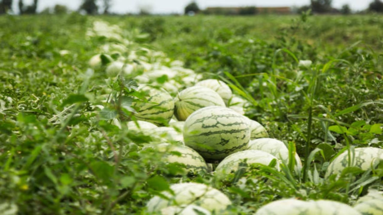 farmers should cultivate watermelon farming get profit in short time tarbooj ki kheti