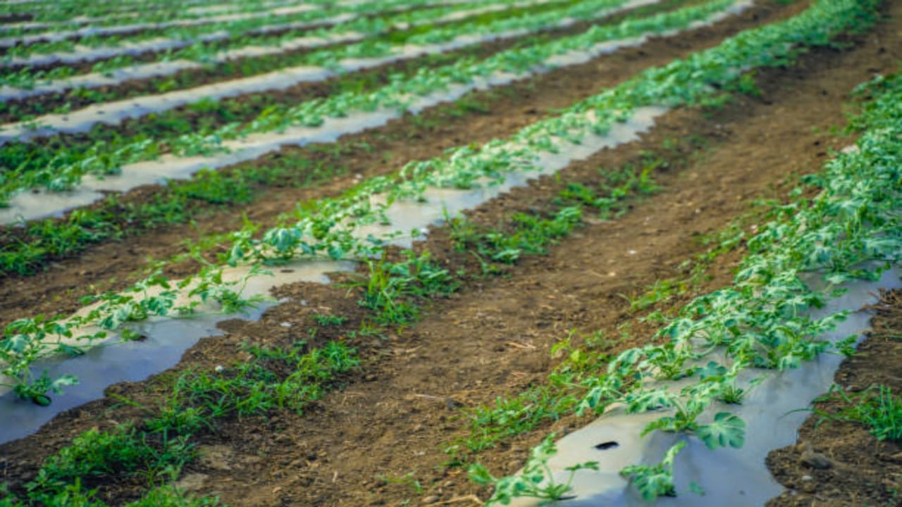 farmers should cultivate watermelon farming get profit in short time tarbooj ki kheti