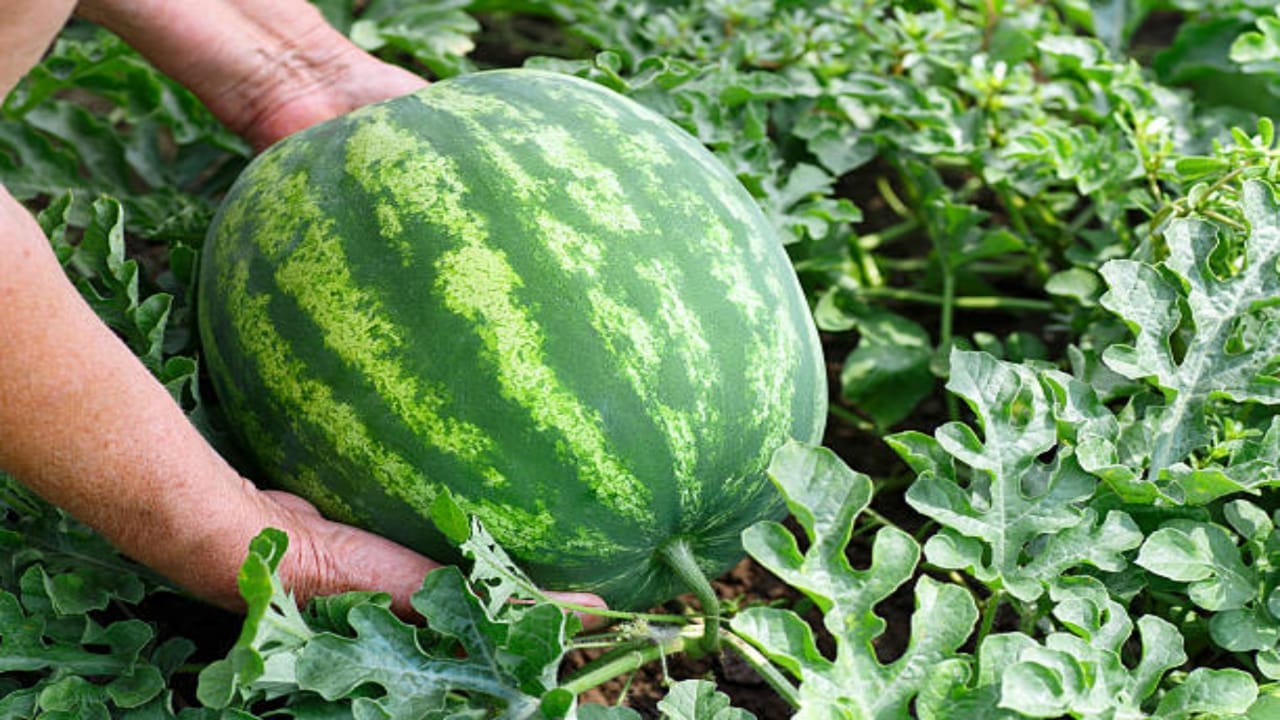 farmers should cultivate watermelon farming get profit in short time tarbooj ki kheti
