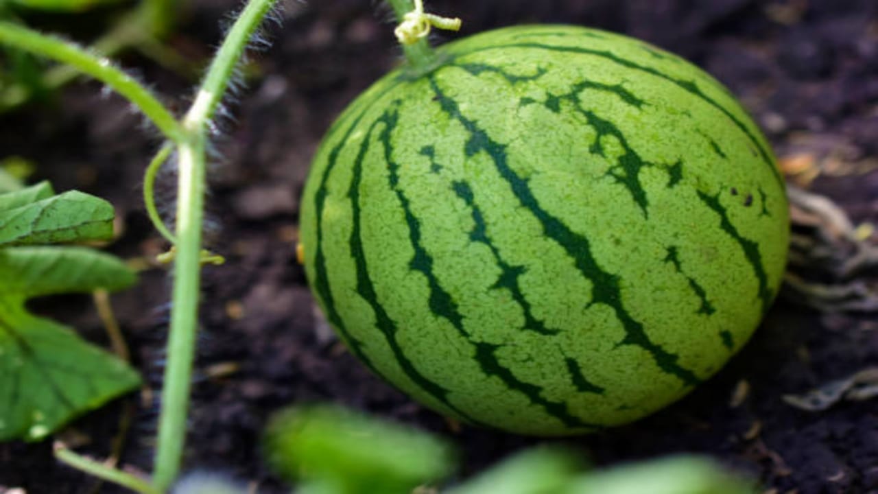 farmers should cultivate watermelon farming get profit in short time tarbooj ki kheti