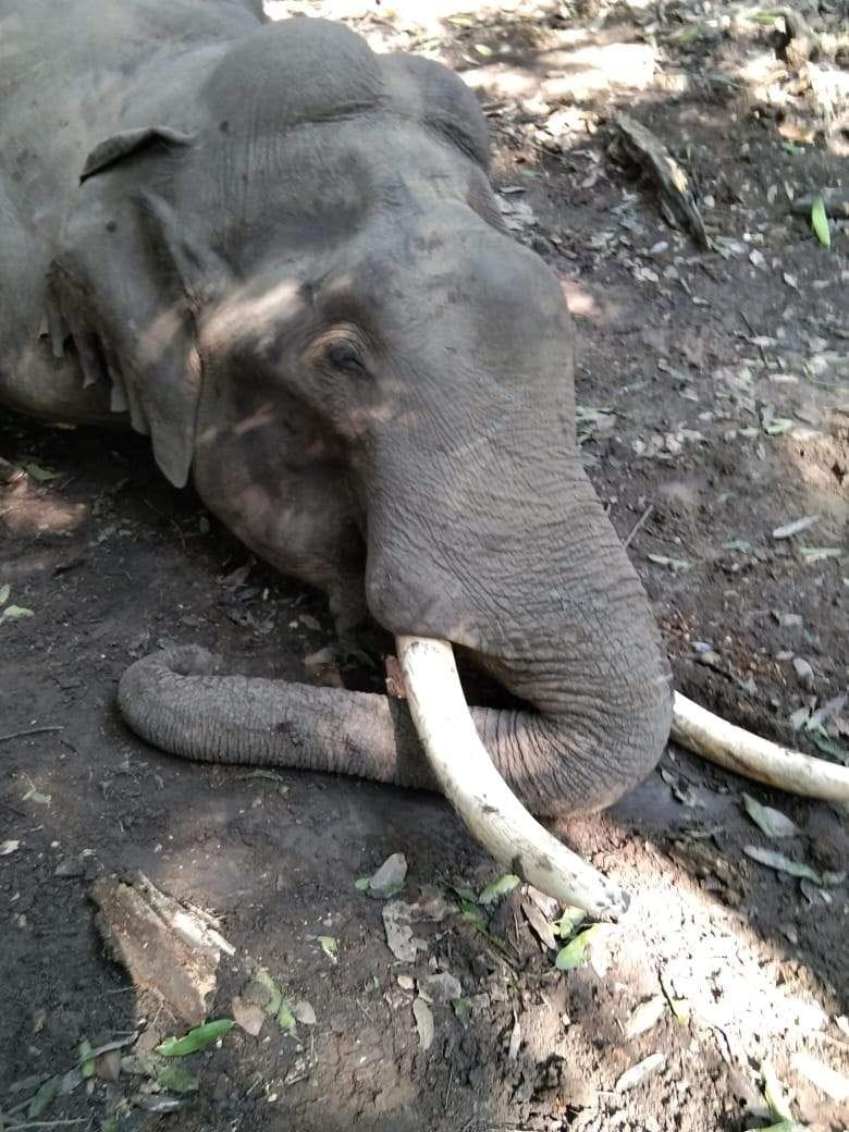 Tusker elephant dies in mutual conflict
