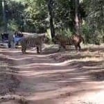 पेंच टाइगर रिजर्व में लड़ते बाघ
