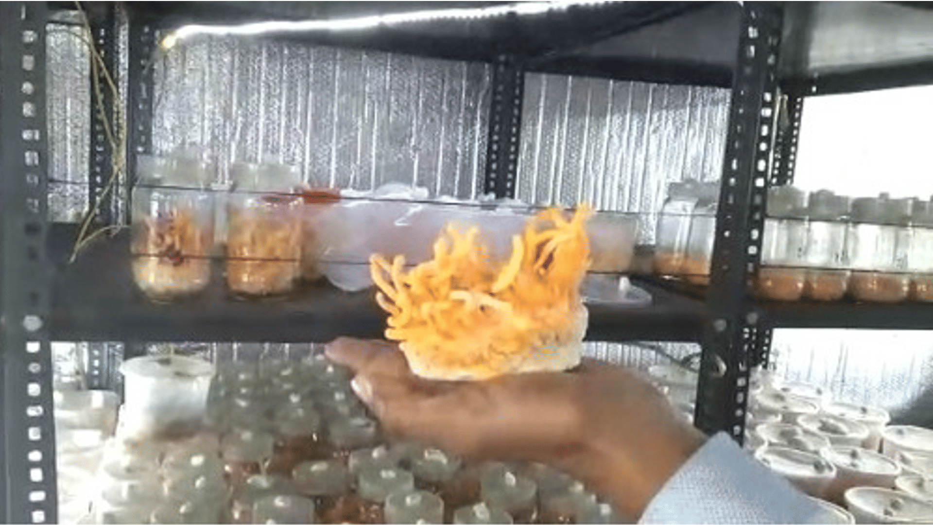 Mushroom farming is making rich: Gwalior professor quits job and starts farming, annual income up to 50 lakhs