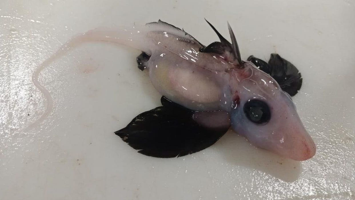 mysterious and very rare baby ghost has been discovered by scientists in new zealand