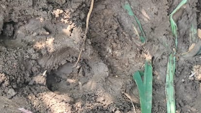 Dewas: A few days ago the hyena had reached Mata Tekri...now the wild animal reached the fields, the forest department is finding out whether it is a leopard or a hyena...