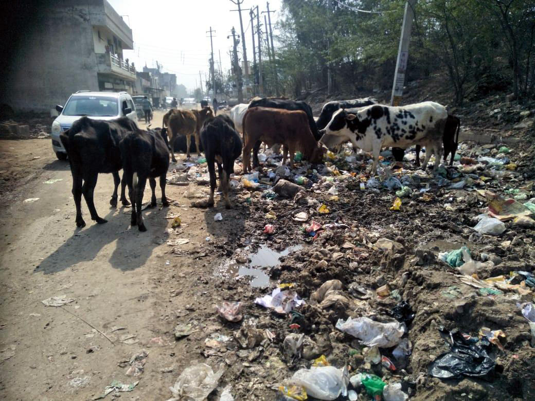 helpless animals roaming like trouble