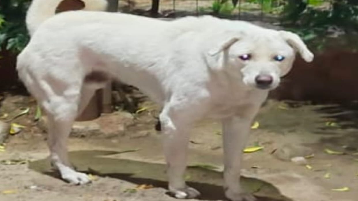 High Court serious about the danger posed to common people by stray dogs in Delhi