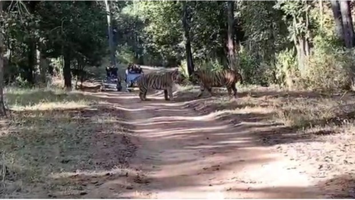 Pench tiger reserve: two tigers fight captured on camera, live video of fight goes viral
