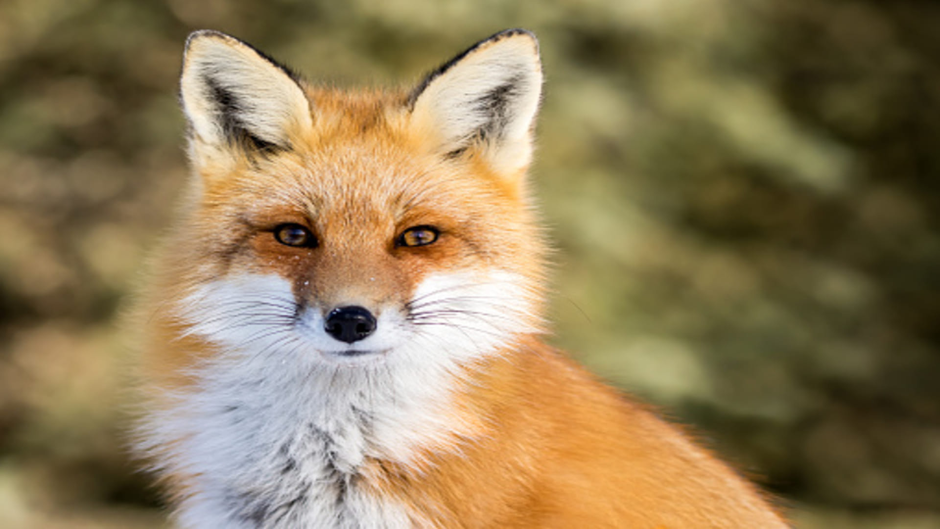 half fox half human in this zoo of pakistan know the mystery behind it