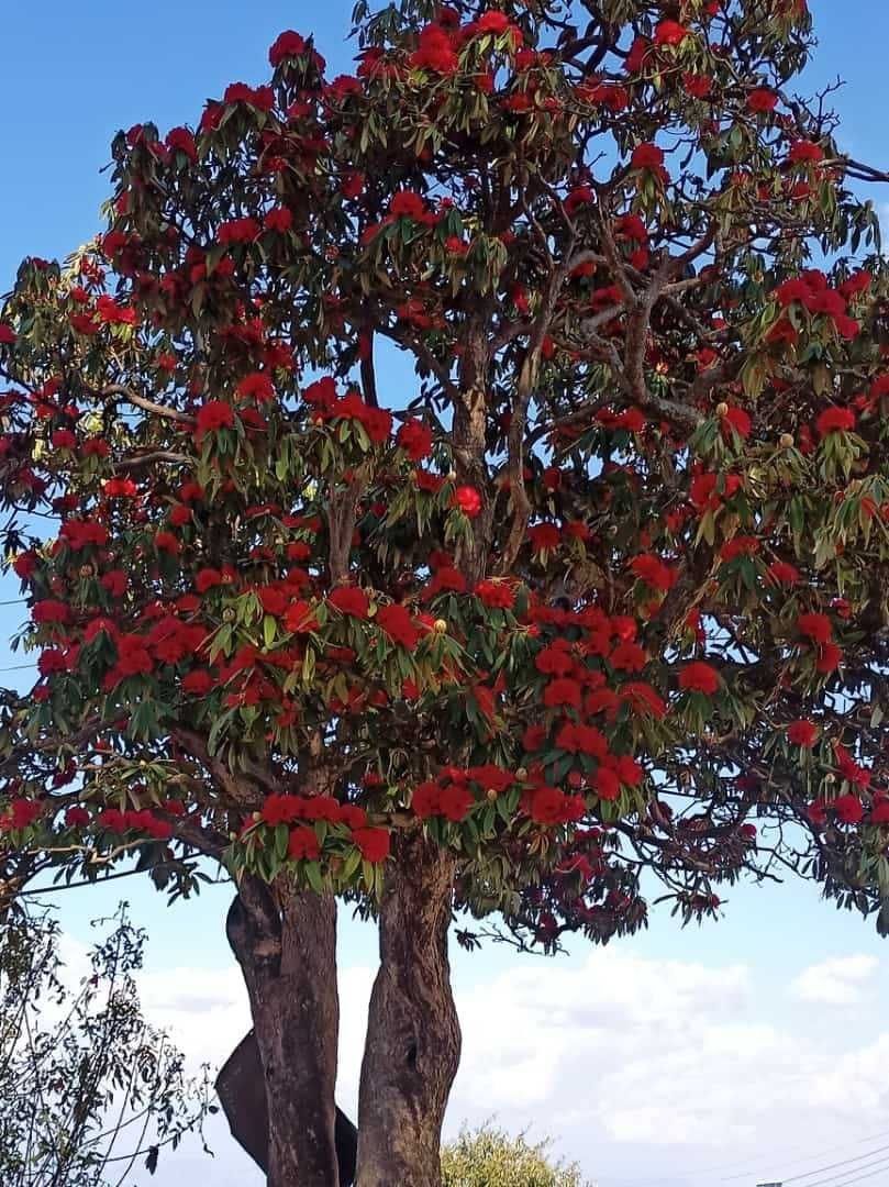 Buransh Blooms In Kausani