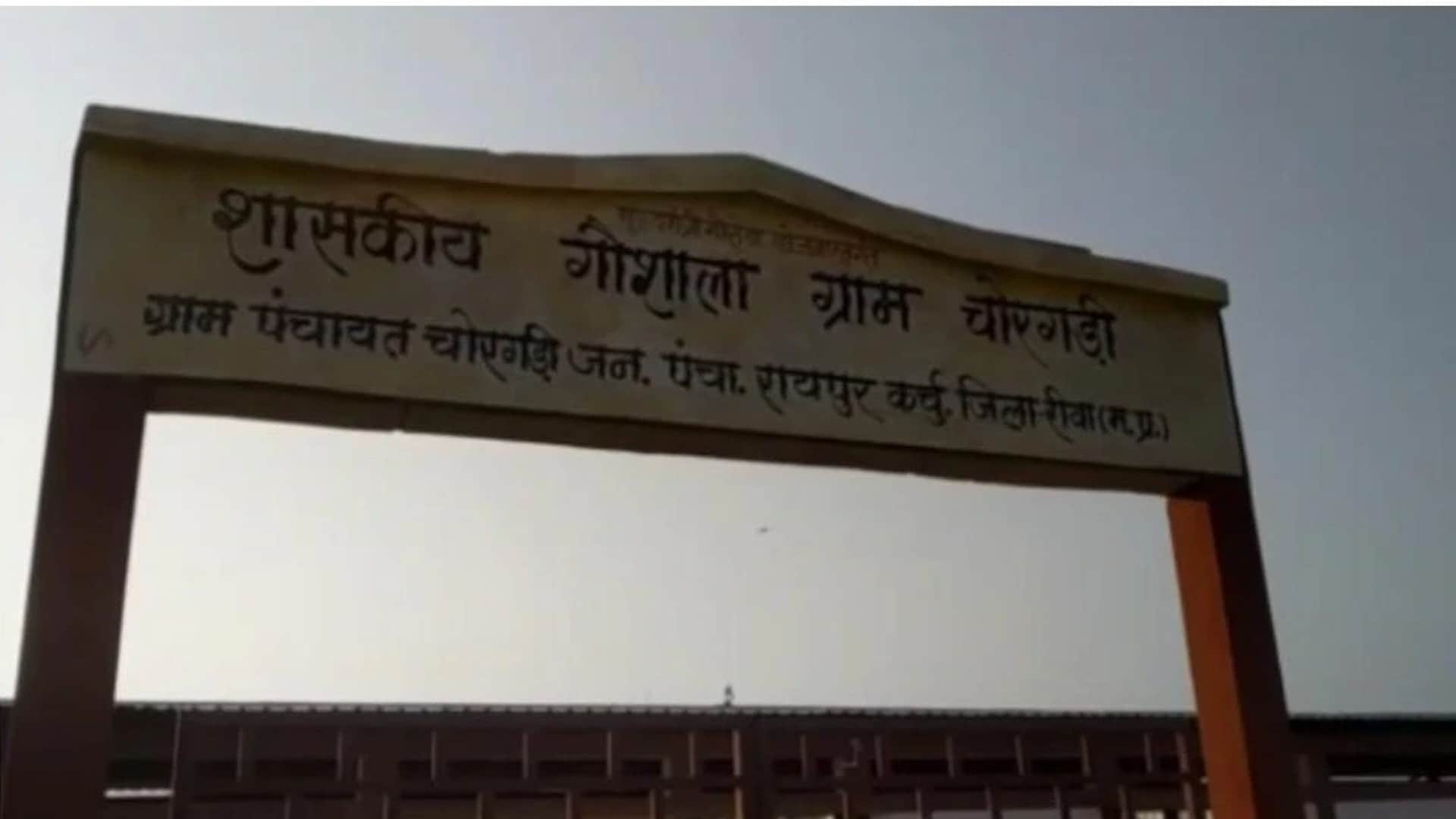 More than 50 cows died in Gaushala in Rewa, bodies were being thrown into the pond instead of burial