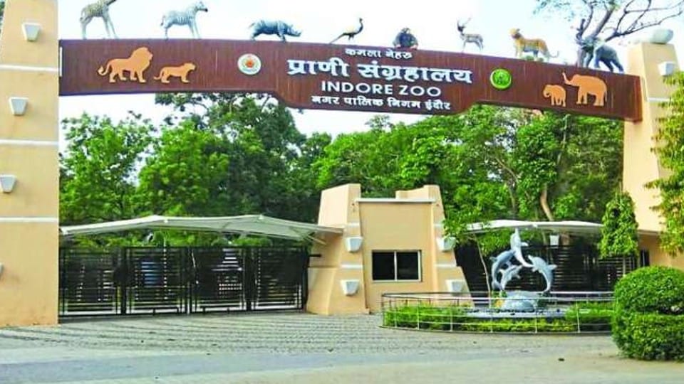 Indore: Israeli zebra will be seen in zoo, discussion with Mumbai zoo, agreed to send a pair of zebras