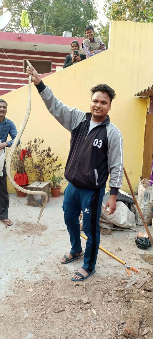 Five poisonous snakes found in the room were left in the forest by the forest workers.