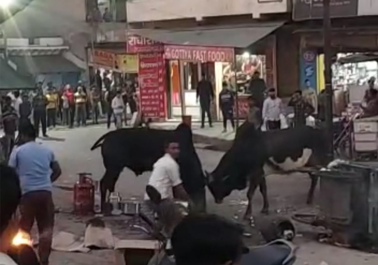 Mathura: Fighting bulls cause damage to the pushers, 10 bikes also damaged