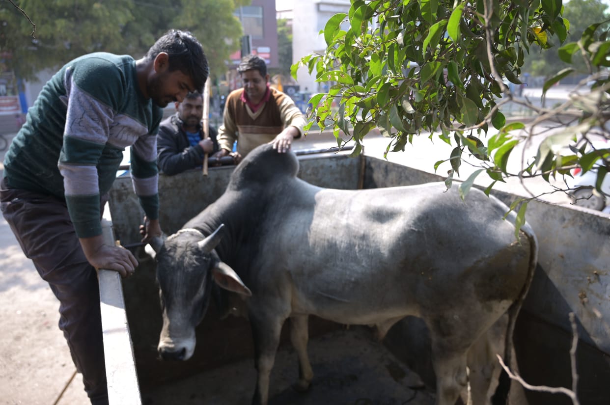 Preparations to rid the city of unclaimed animals before the exhibition