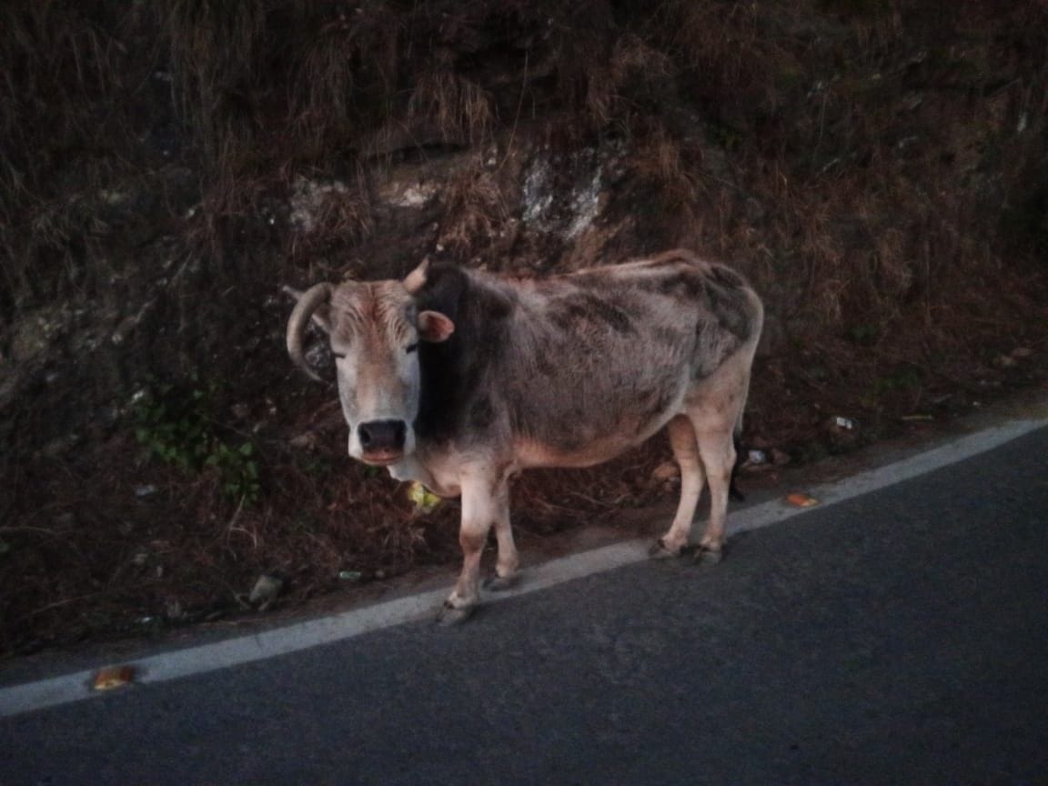 Stray Animals Is A Big Issue