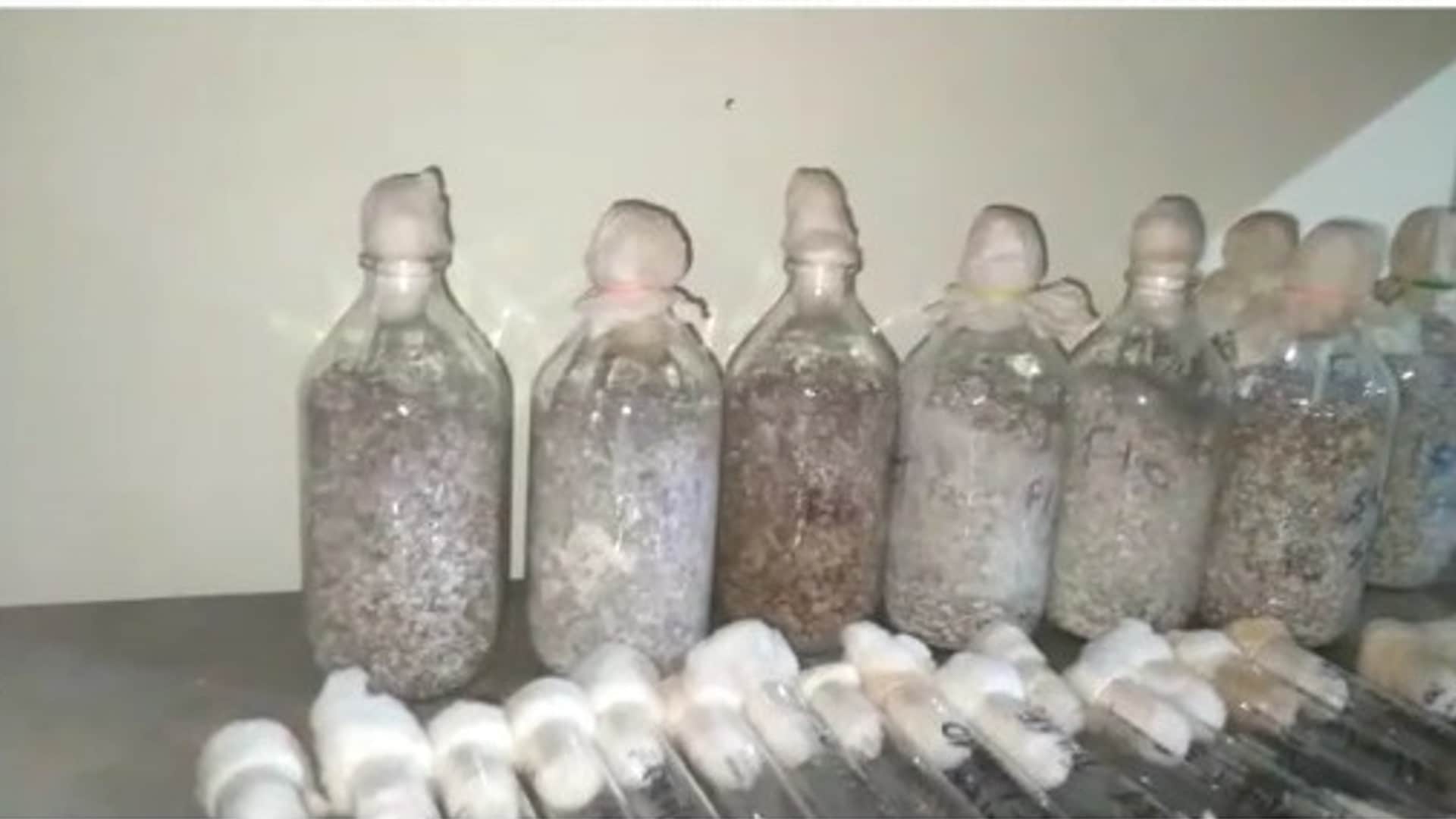 Mushroom farming is making rich: Gwalior professor quits job and starts farming, annual income up to 50 lakhs