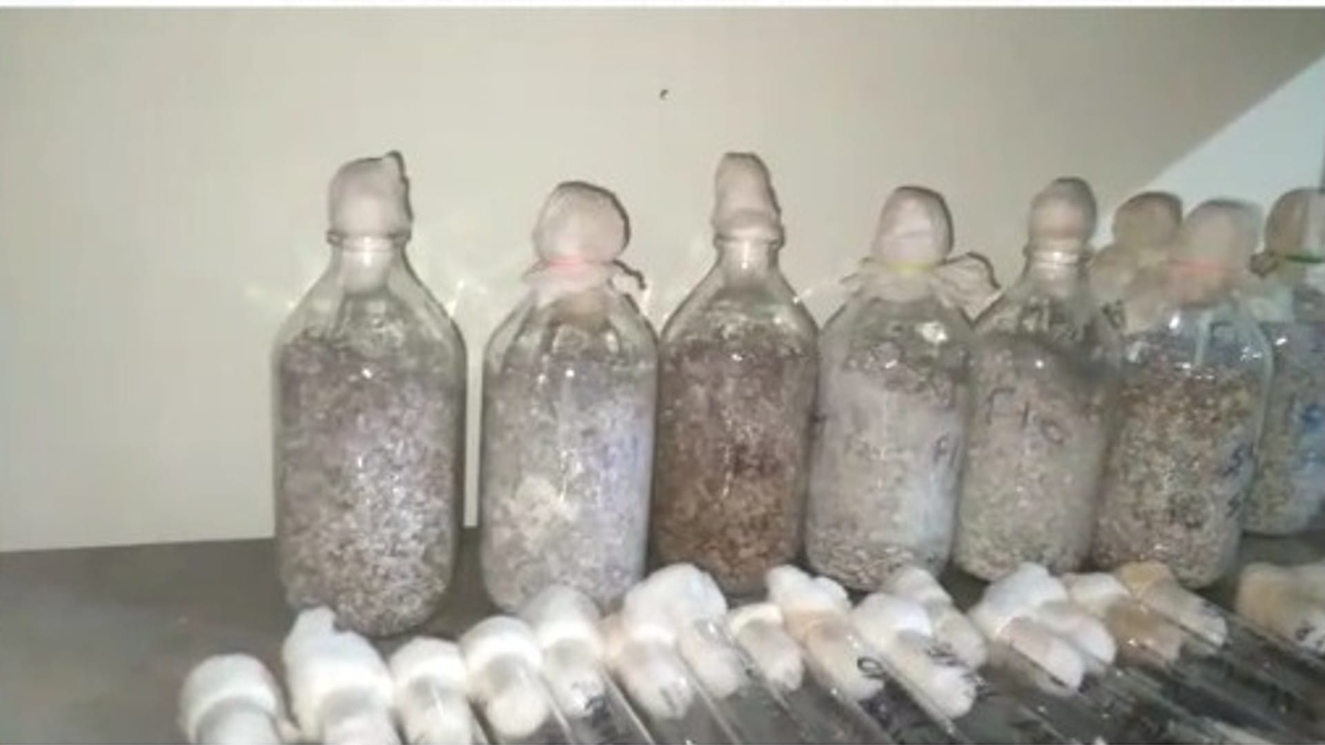Mushroom farming is making rich: Gwalior professor quits job and starts farming, annual income up to 50 lakhs