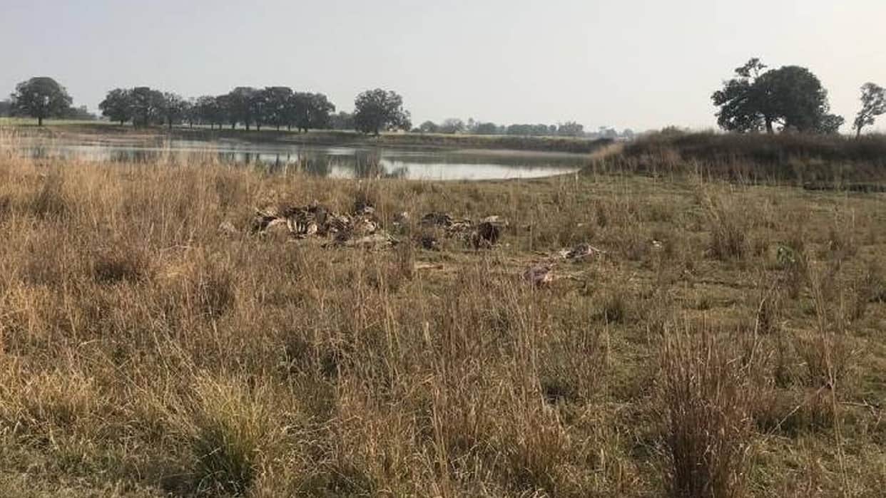 More than 50 cows died in Gaushala in Rewa, bodies were being thrown into the pond instead of burial