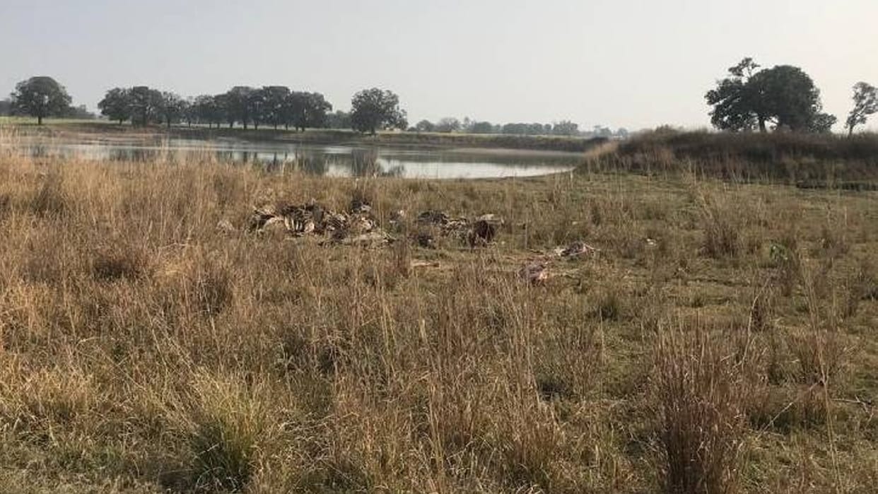 More than 50 cows died in Gaushala in Rewa, bodies were being thrown into the pond instead of burial