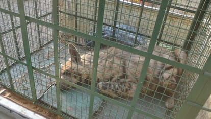 Dewas: A few days ago the hyena had reached Mata Tekri...now the wild animal reached the fields, the forest department is finding out whether it is a leopard or a hyena...
