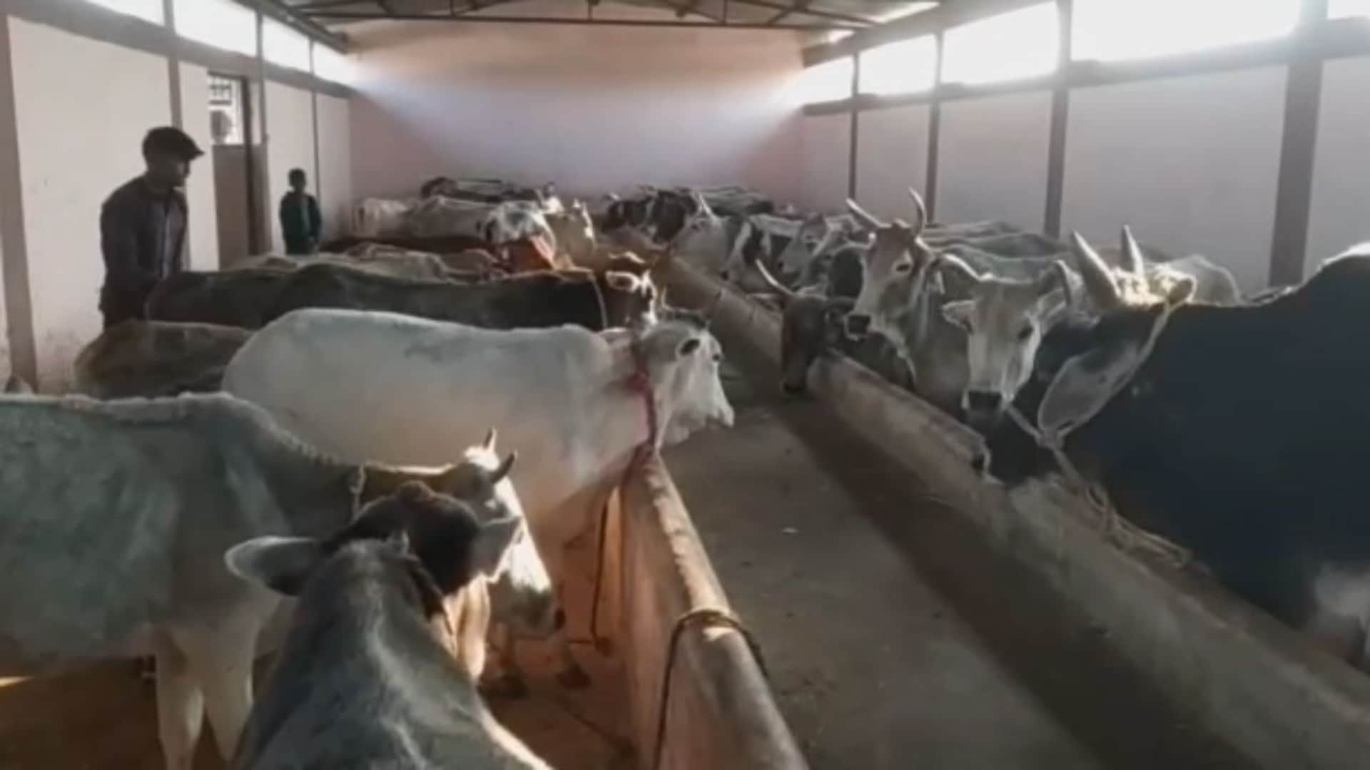 More than 50 cows died in Gaushala in Rewa, bodies were being thrown into the pond instead of burial