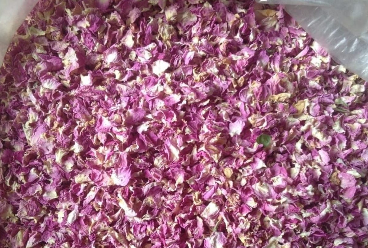 Bulgaria rose cultivation in Seikothi Churah Chamba Himachal Pradesh