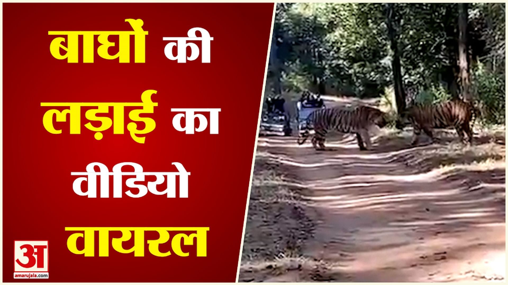 बाघों की लड़ाई