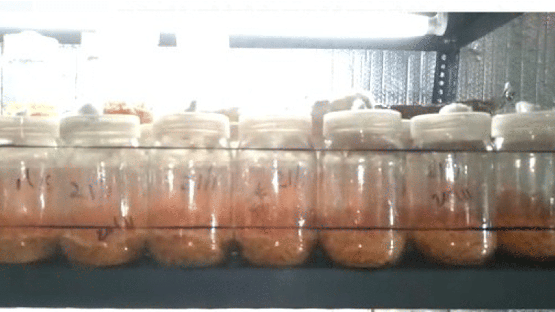 Mushroom farming is making rich: Gwalior professor quits job and starts farming, annual income up to 50 lakhs