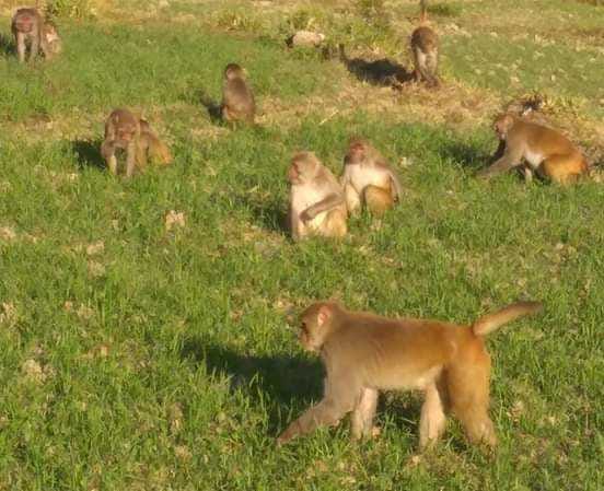 Problame by Monkeys in Bageshwar