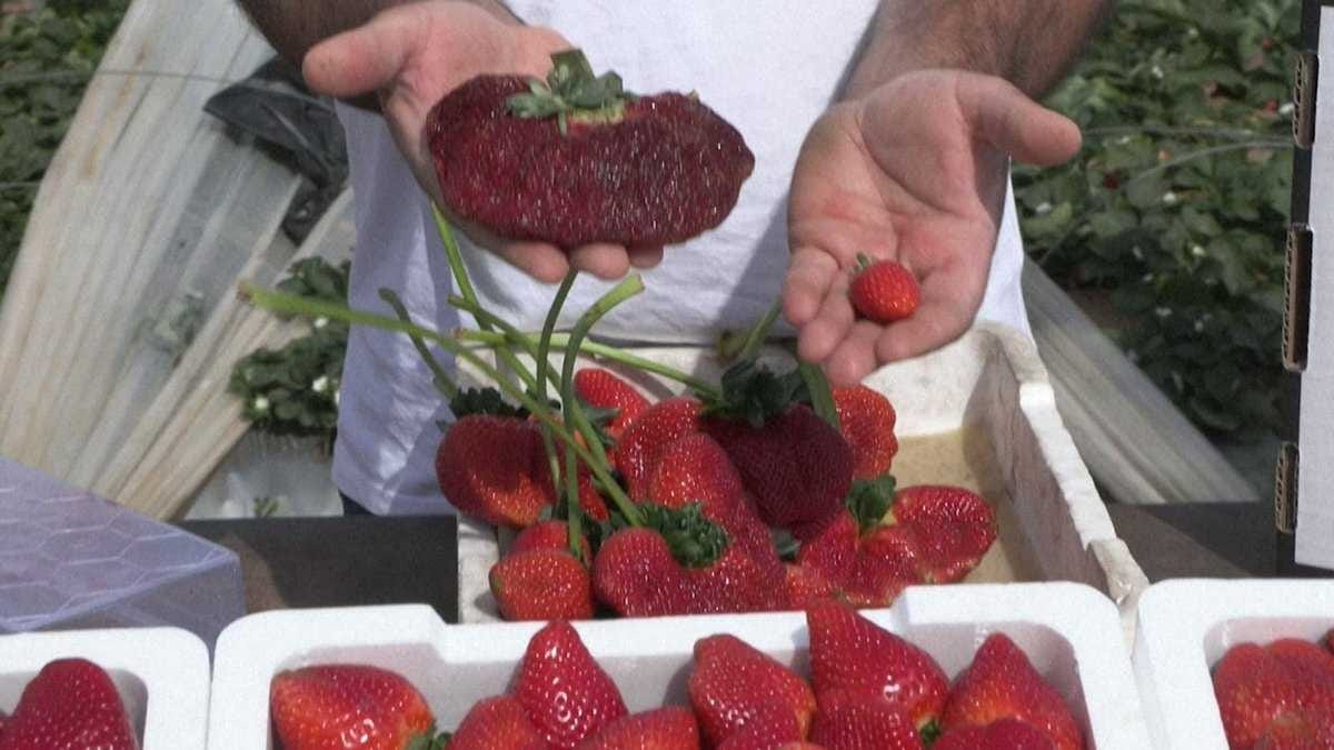 Israeli strawberry wins Guinness record as world heaviest