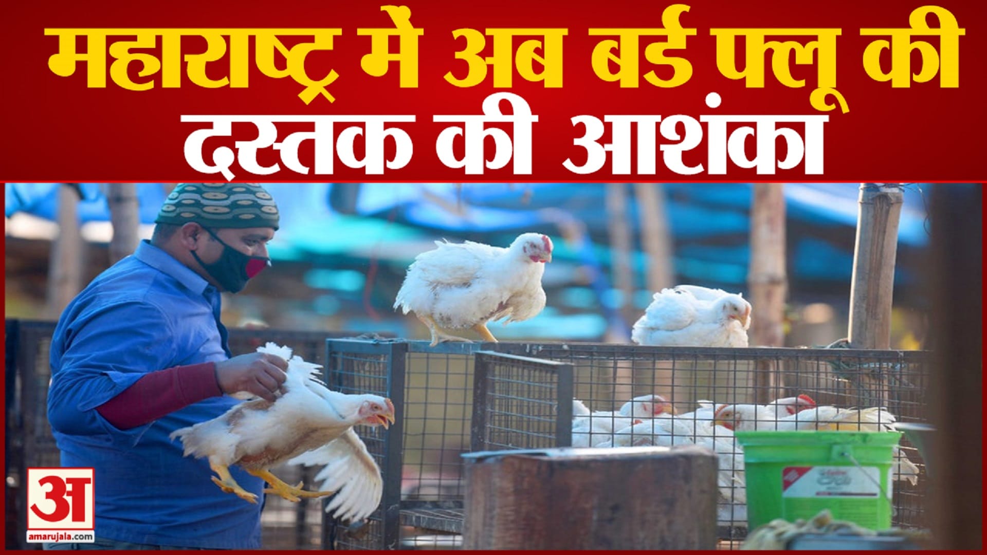 बर्ड फ्लू