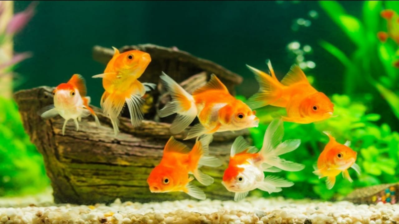 Business Ideas: You Can Earn lakhs of Rupees Through Gold Fish Farming