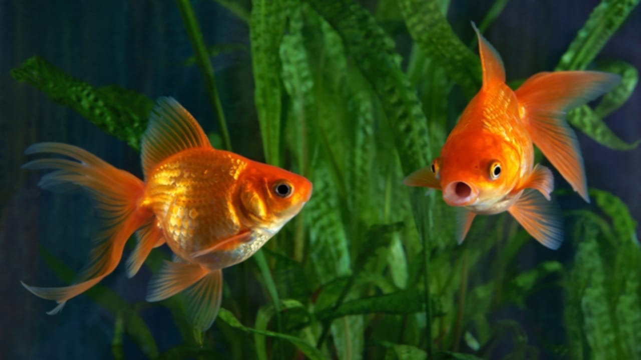 Business Ideas: You Can Earn lakhs of Rupees Through Gold Fish Farming