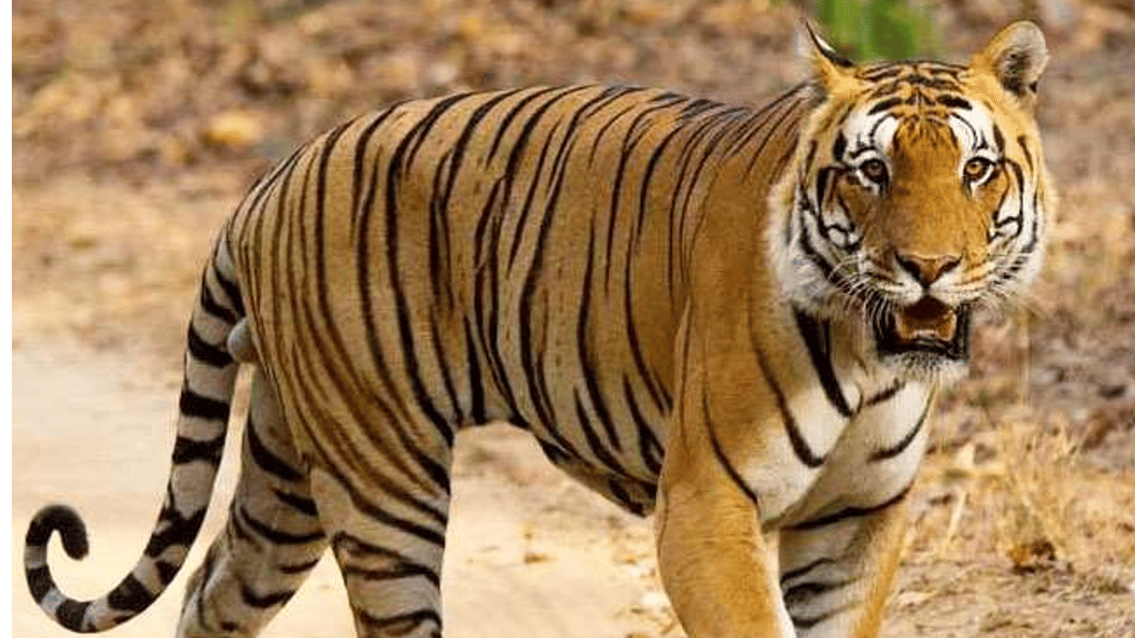 Tiger's body found in Mandla's Kanha Tiger Reserve, cremated after PM