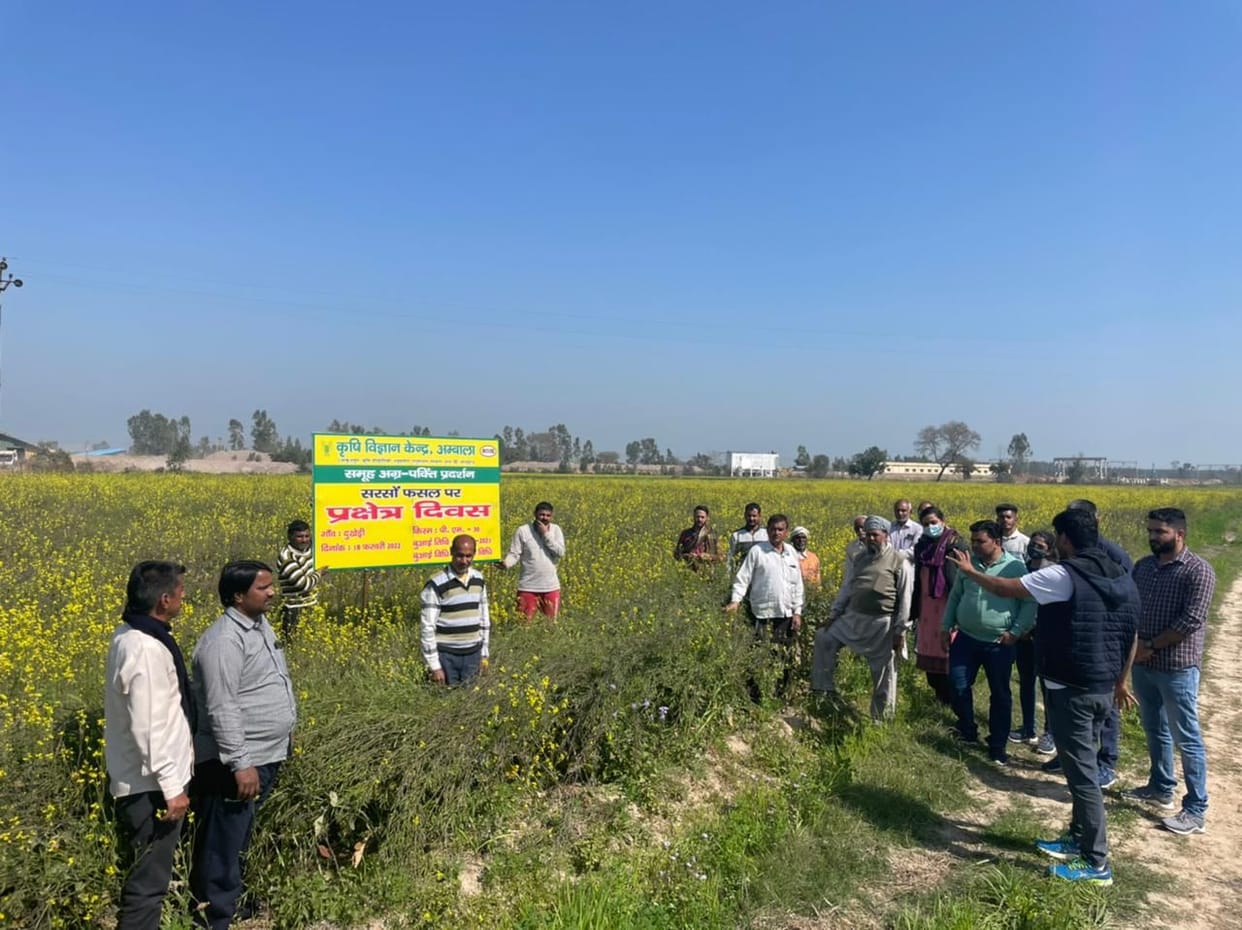 Information given about growing mustard crop and its utility