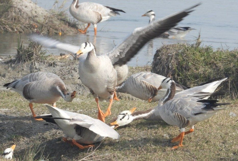 Migrant flamingos will return in the first week of March