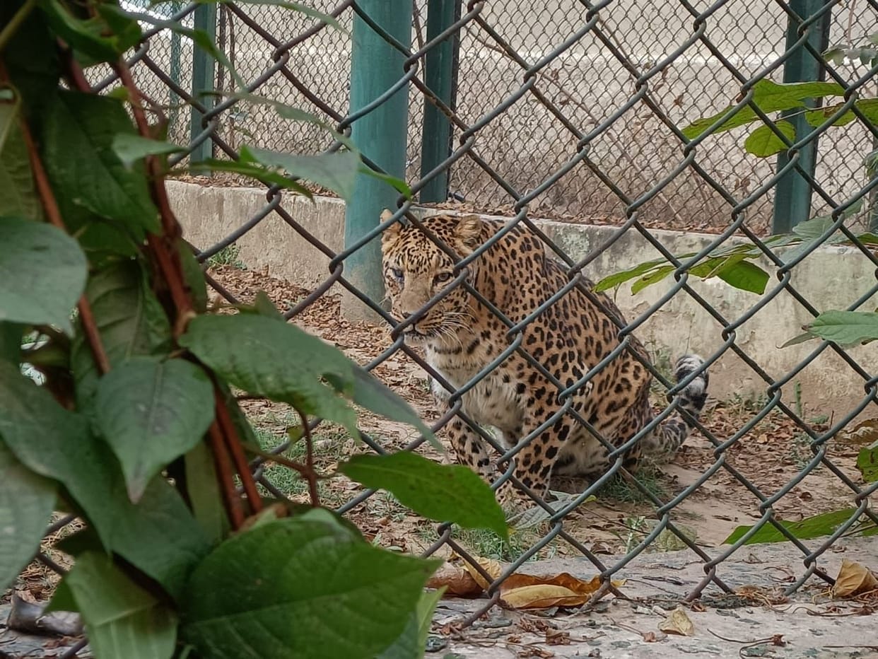 Bhiwani Ju's son has become old, now leopard will come from Rohtak to increase the number of cubs